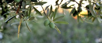 olivetreecroatia2012